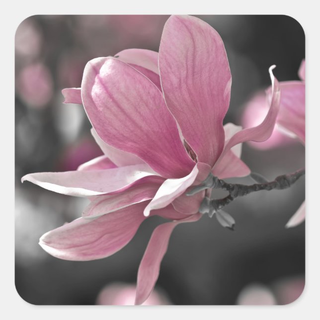 Japanisch Pink Saucer Magnolia Quadratischer Aufkleber (Vorderseite)