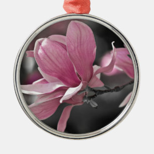 Japanisch Pink Saucer Magnolia Silbernes Ornament
