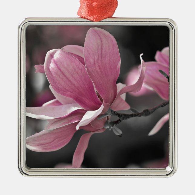 Japanisch Pink Saucer Magnolia Silbernes Ornament (Vorne)