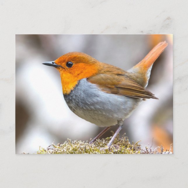 Japanisch Robin Postkarte (Vorderseite)