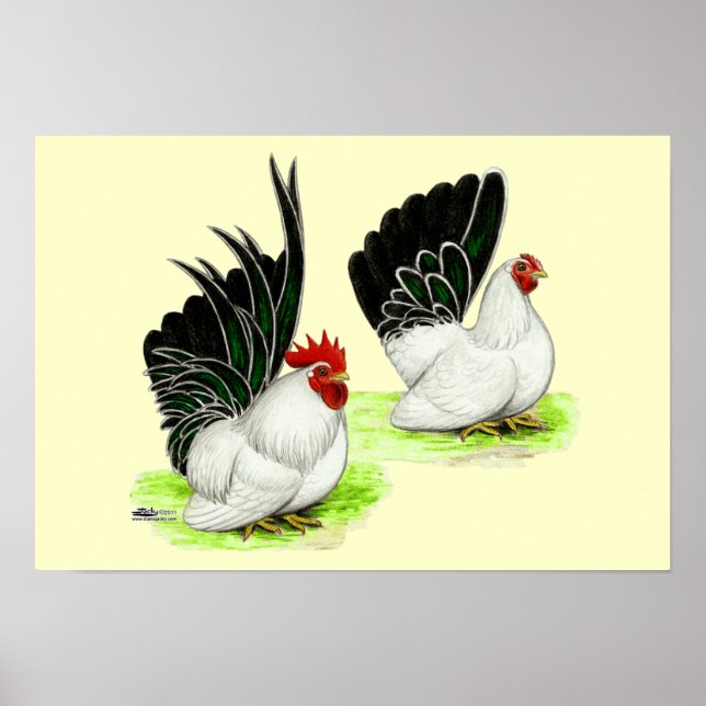 Japanisch Schwarz-weiß Bantams Poster (Vorne)