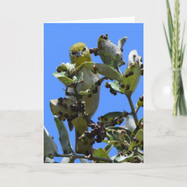 Japanisch Weißauge schauend mich an Karte