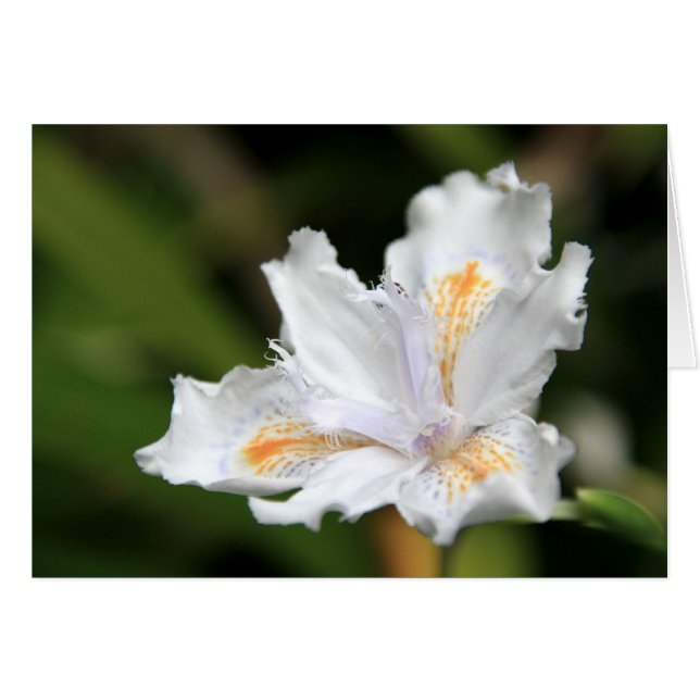 Japanisch White Iris (Vorderseite (Horizontal))