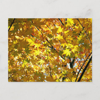 Japanische Ahorn-Blätter im Herbst Postkarte