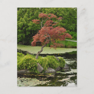 Japanische Ahornbaum und Gartenteich-Postkarte Postkarte