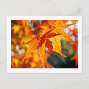 Japanische Ahornblätter im Herbst Postkarte