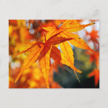 Japanische Ahornblätter im Herbst