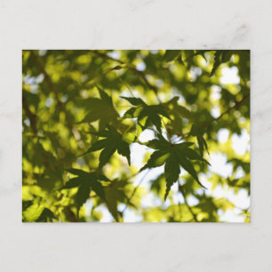 Japanische Ahornblätter im Sommer Postkarte