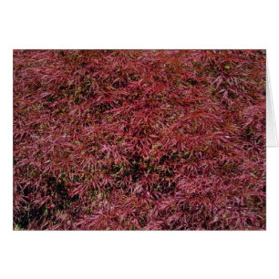 Japanische Ahornkarte