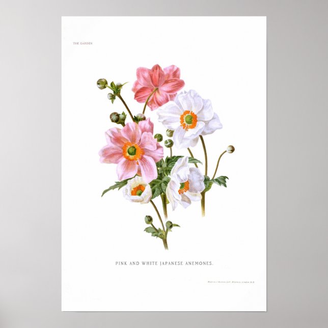 Japanische Anemone Poster (Vorne)