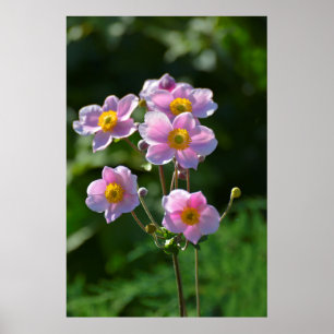japanische Anemone rosa blühend im Garten,Nahaufn Poster
