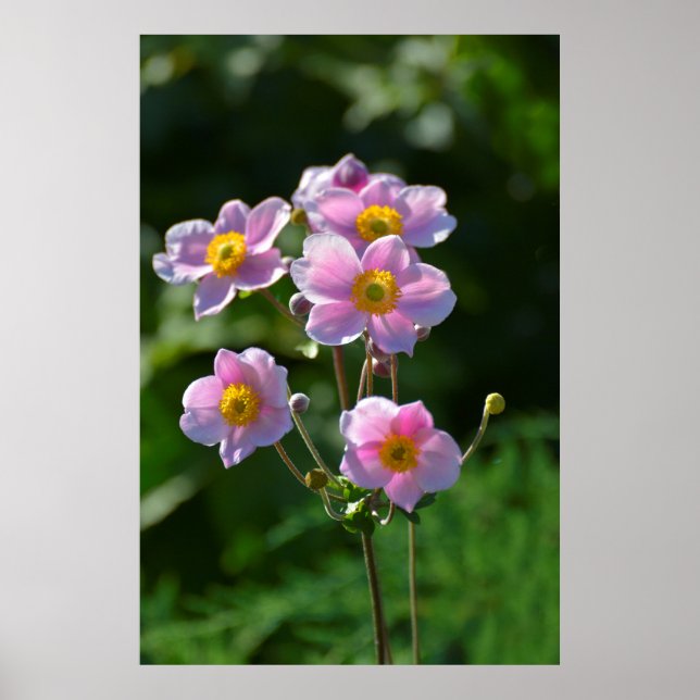japanische Anemone rosa blühend im Garten,Nahaufn. Poster (Vorne)