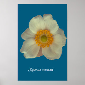 Japanische Anemonen blühen Poster