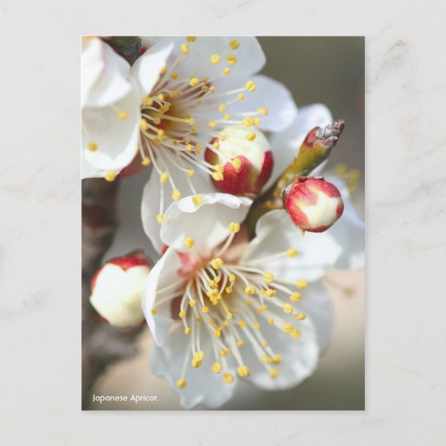 Japanische Aprikose [Postkarte] Postkarte (Vorderseite)