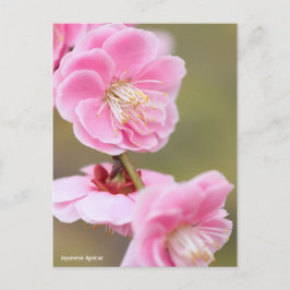 Japanische Aprikose [Postkarte] Postkarte