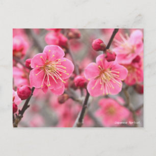 Japanische Aprikose [Postkarte] Postkarte