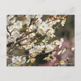 Japanische Aprikose "Tsuki-kage" [Postkarte] Postkarte