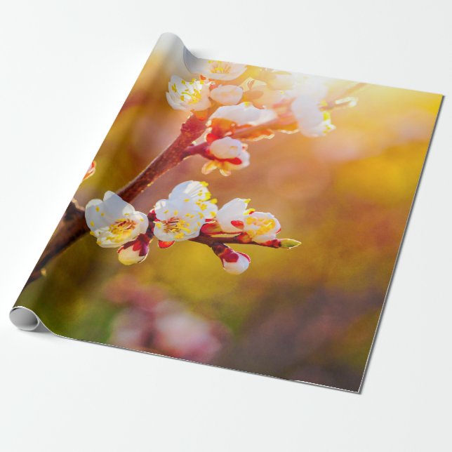 Japanische Aprikosen-Blume bei Orange Sunset Geschenkpapier (Ungerollt)