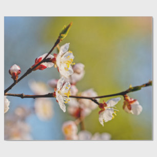 japanische Aprikosen-Blume Geschenkpapier