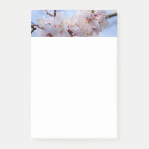 Japanische Aprikosenblüte Post-it Klebezettel