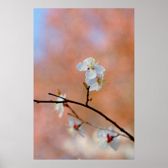 Japanische Aprikosenblüten Poster (Vorne)