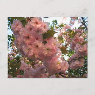 Japanische Blüte 2Cherry Postkarte