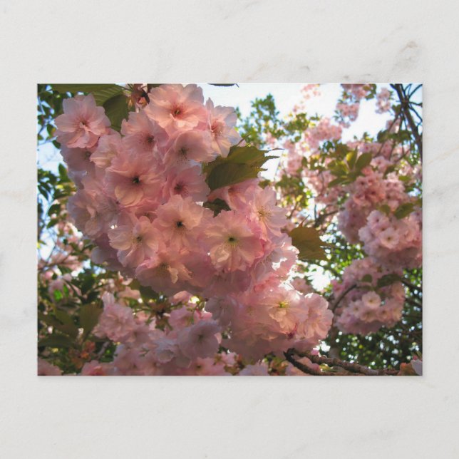 Japanische Blüte 2Cherry Postkarte (Vorderseite)