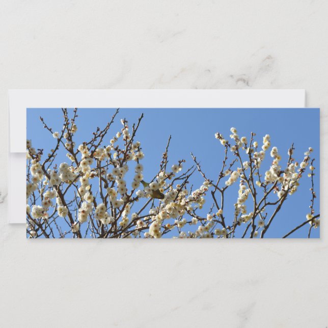 Japanische Blüten aus Weiß- und Pflaumenblättern:  (Vorderseite)