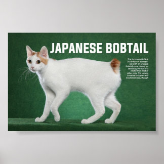 Japanische Bobtail Cat Breed Poster