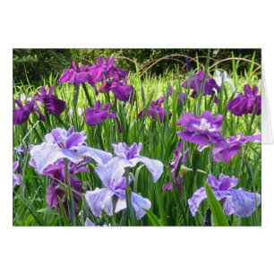 Japanische Iris