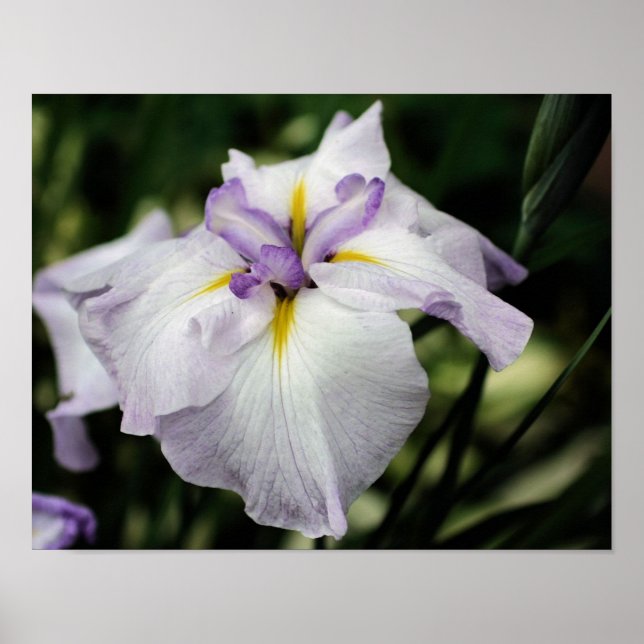 Japanische Iris-Blume in Bloom Poster (Vorne)