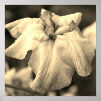 Japanische Iris Blume Nah Up Sepia Tint