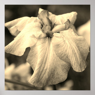 Japanische Iris Blume Nah Up Sepia Tint Poster