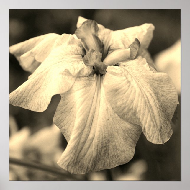 Japanische Iris Blume Nah Up Sepia Tint Poster (Vorne)