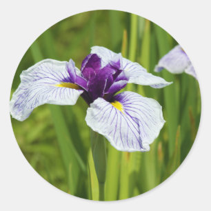 Japanische Iris Ensata Thunb-Blume Runder Aufkleber
