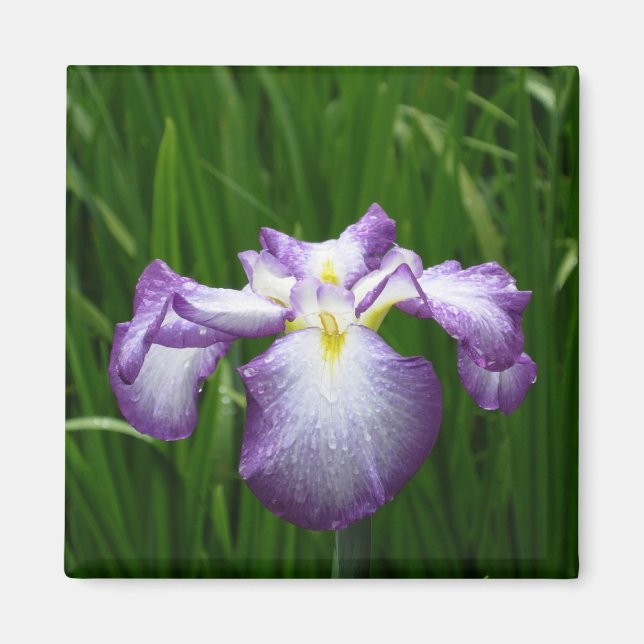 Japanische Iris: Japan Magnet (Vorne)