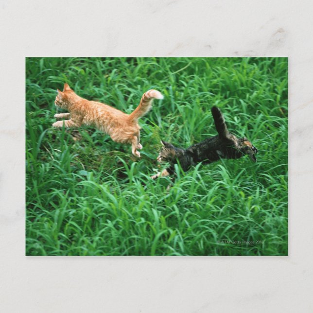 Japanische Katze 3 Postkarte (Vorderseite)