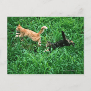 Japanische Katze 3 Postkarte