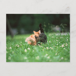 Japanische Katze 4 Postkarte