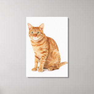 Japanische Katze 6 Leinwanddruck