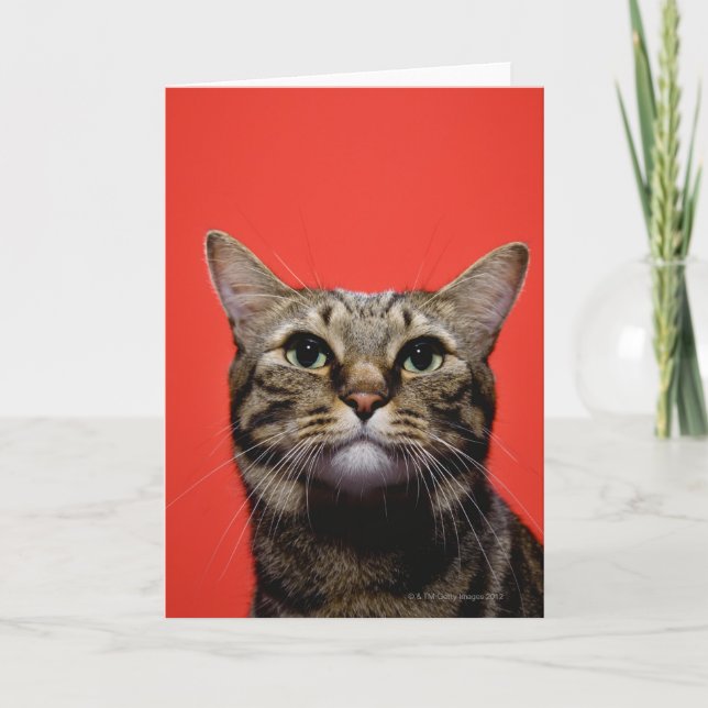 Japanische Katze, die oben schaut Karte (Vorderseite)