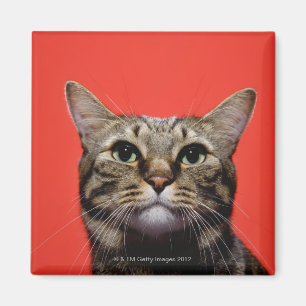 Japanische Katze, die oben schaut Magnet