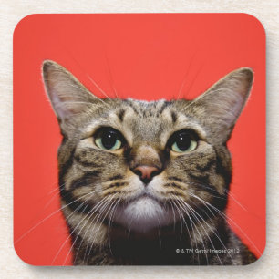 Japanische Katze, die oben schaut Untersetzer