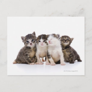 Japanische Katze Postkarte