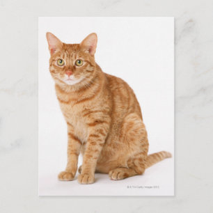 Japanische Katze Postkarte