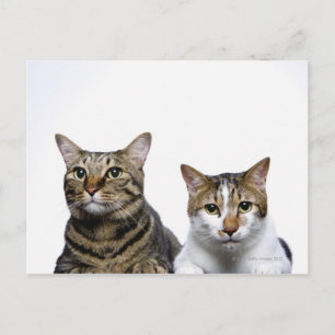 Japanische Katze und Manxkatze auf weißem Hintergr Postkarte