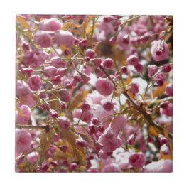 Japanische Kirschbaume Fliese
