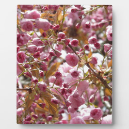 Japanische Kirschbaume Fotoplatte