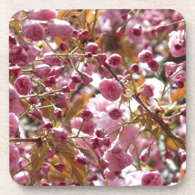 Japanische Kirschbaume Getränkeuntersetzer (Vorderseite)