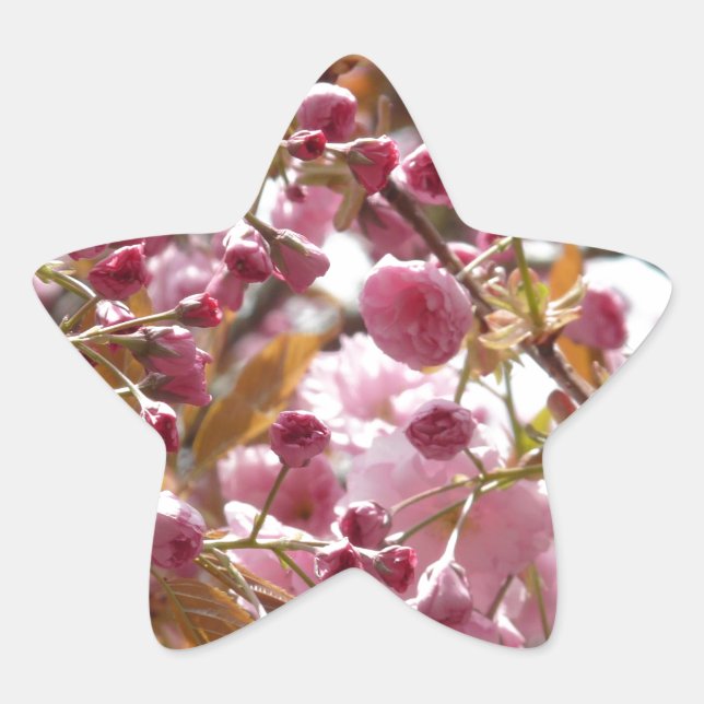 Japanische Kirschbaume Stern-Aufkleber (Vorderseite)